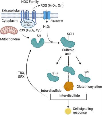 Mitochondrial trafficking and redox/phosphorylation signaling supporting cell migration phenotypes